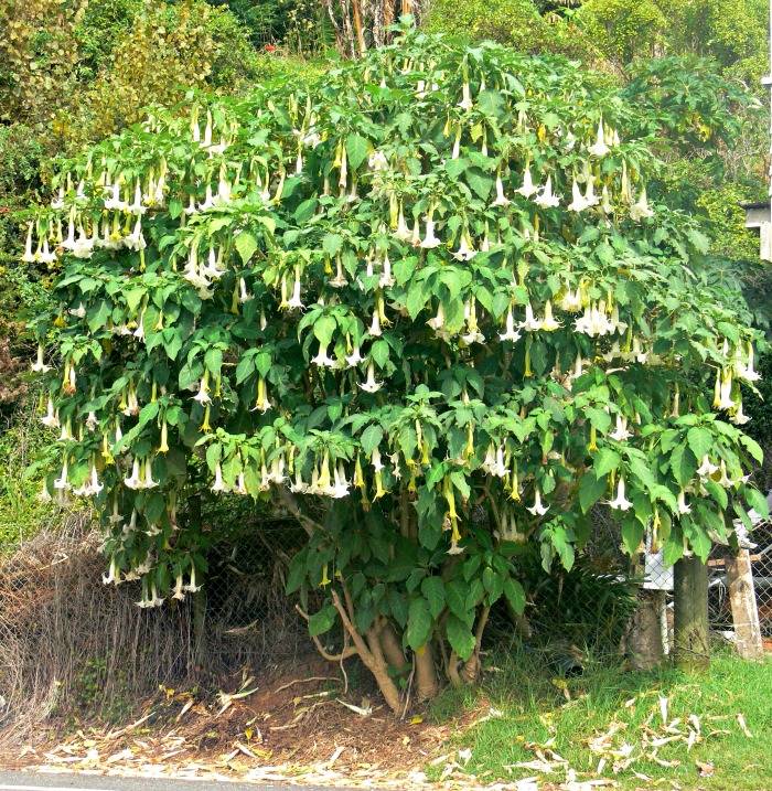 Brugmansia arborea tree