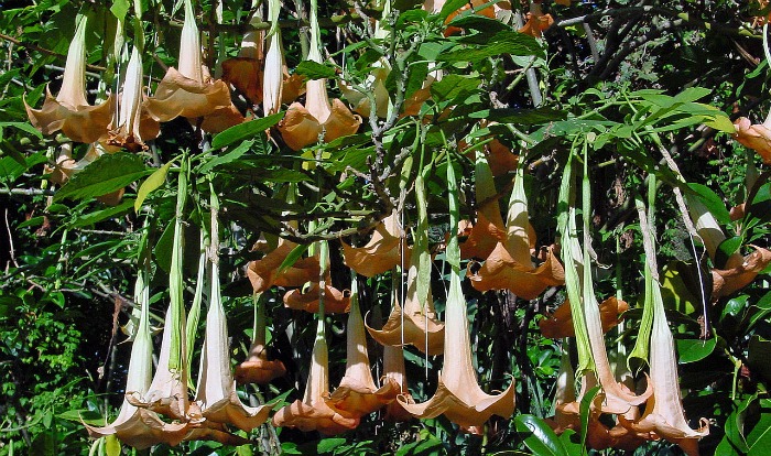 Brugmansia versicolor