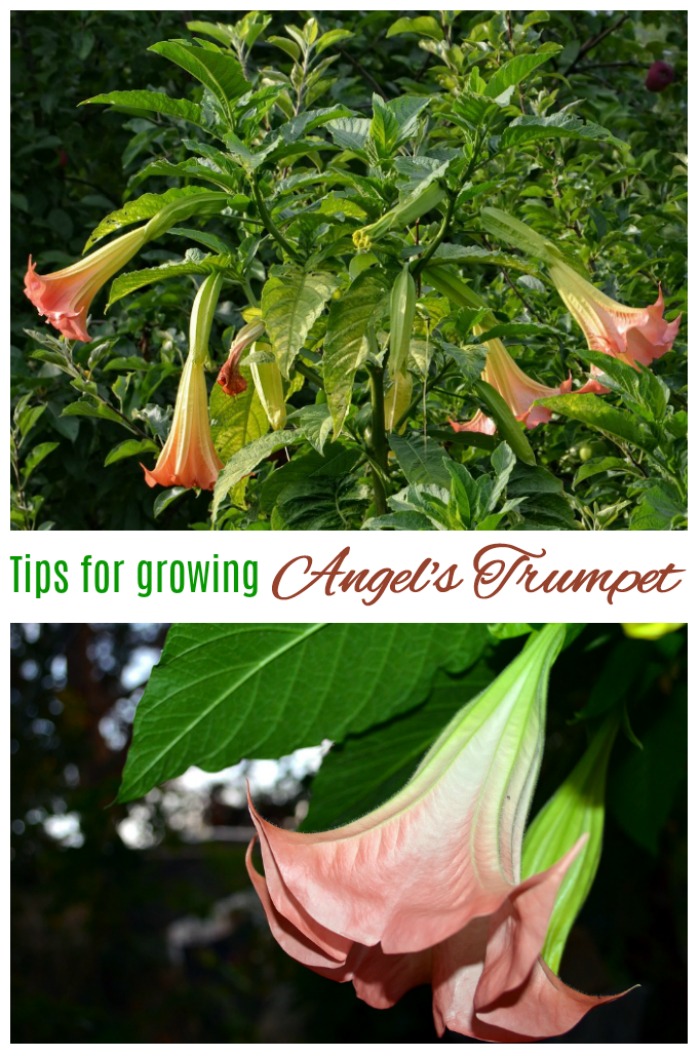 tips for growing brugmansia