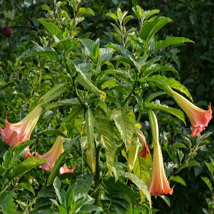 How to Grow Angel’s Trumpet – Tips for Growing Brugmansia