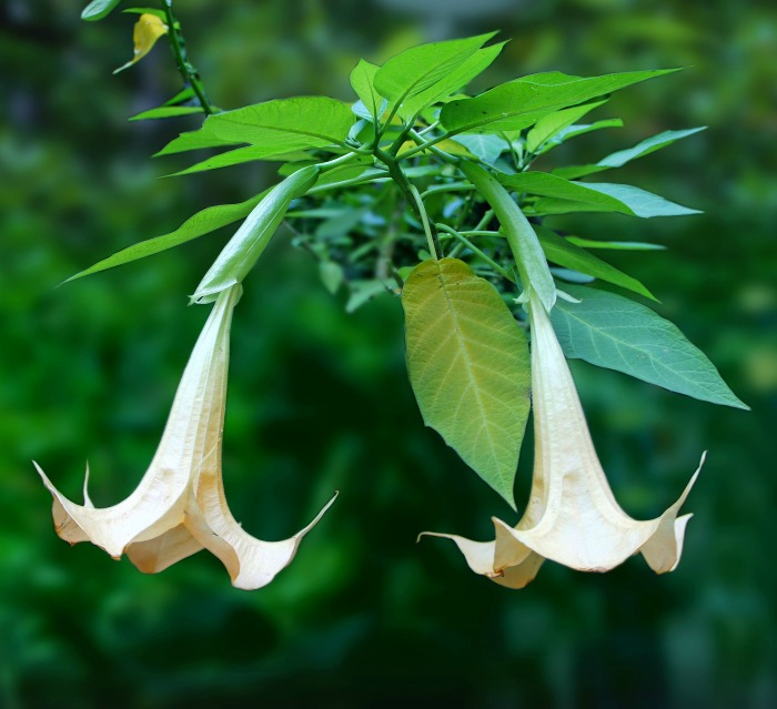 pendulous brugmansia flowers