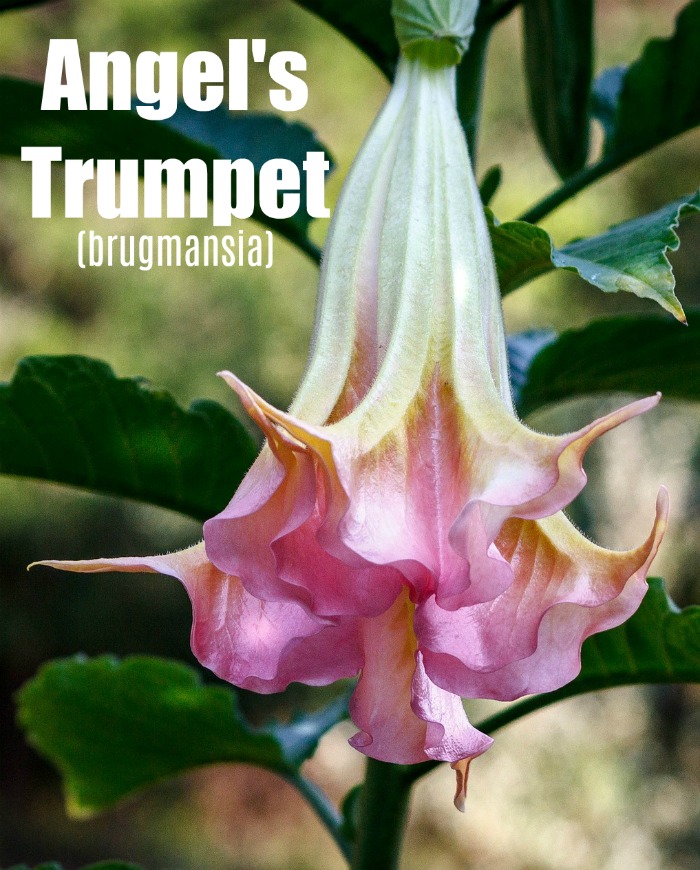 Pink and white angels' trumpet flower