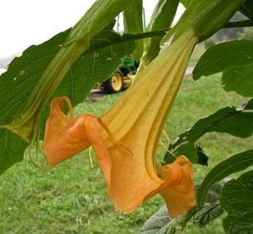 Angel's Trumpet blossom
