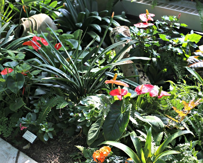 Anthuriums and other tropical plants