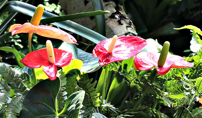 Flamingo flowers