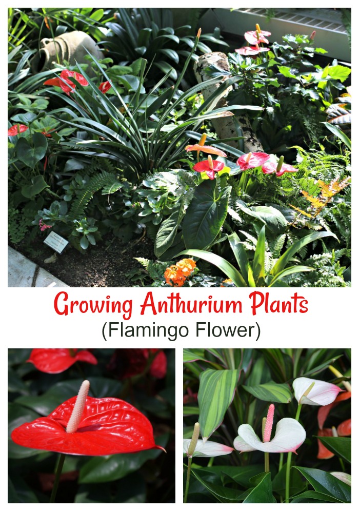 Anthurium plants and flowers