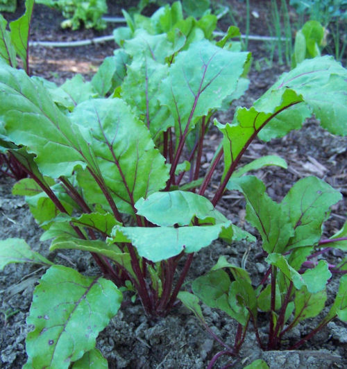 medium shade tolerant