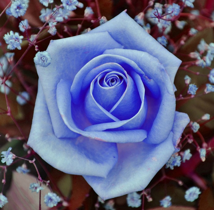If you find blue roses, they have likely been dyed.