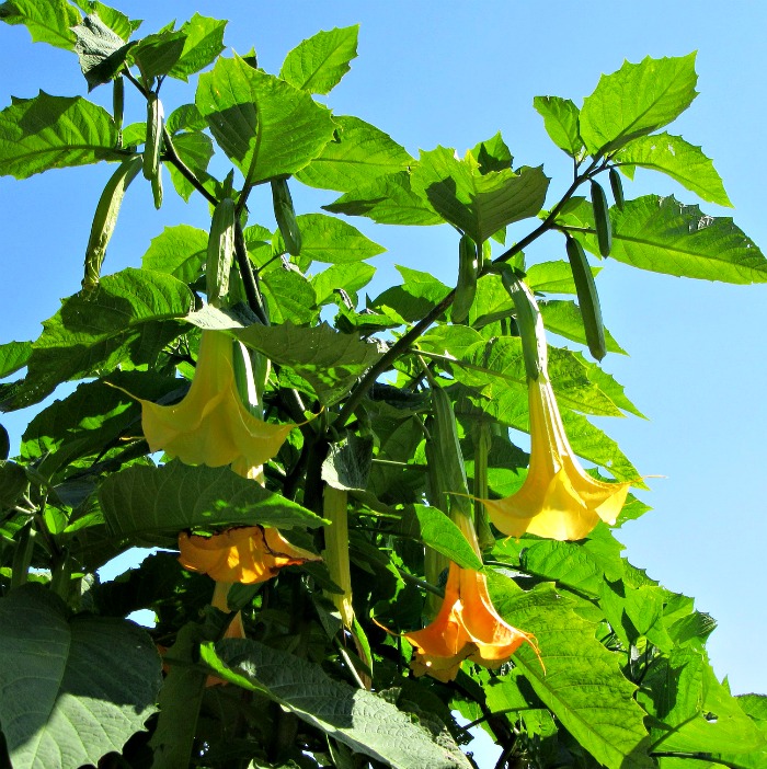 brugmansia plant