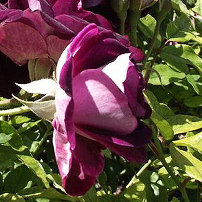 Burgundy roses - deep passion and unconscious beauty