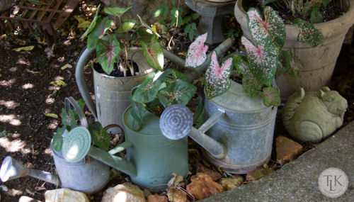 Coleus planted in watering cans