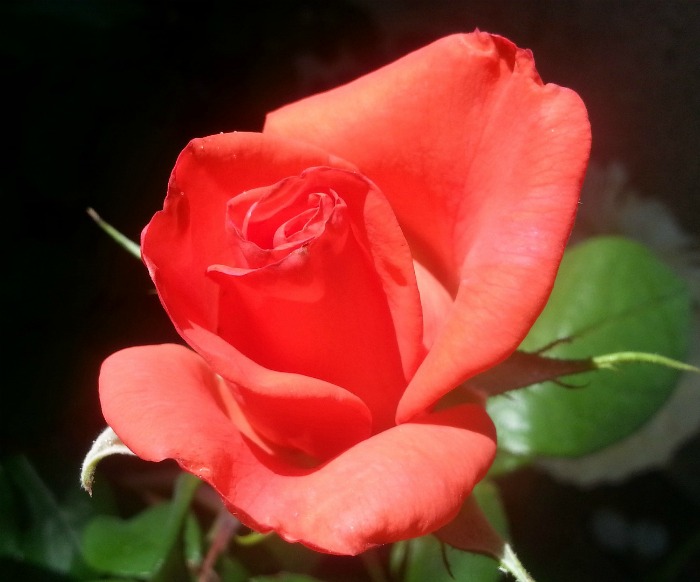Coral roses indicate desire and enthusiasm