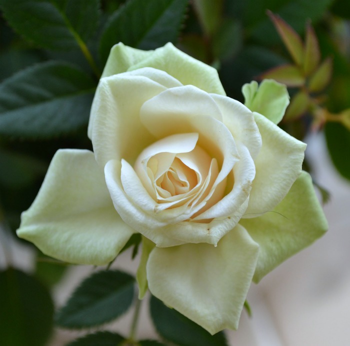 Cream colored roses signify charm and thoughtfulness