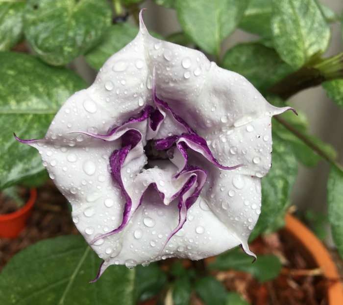 datura flower