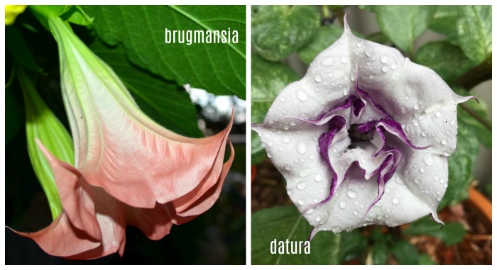 Differences between brugmansia and datura