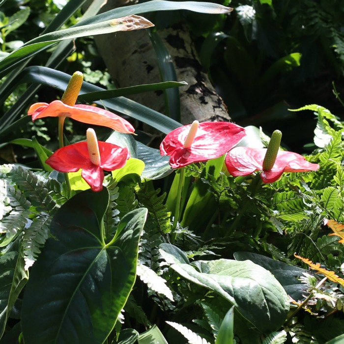 Flamingo Flower – Anthurium Plant – A Tropical Delight