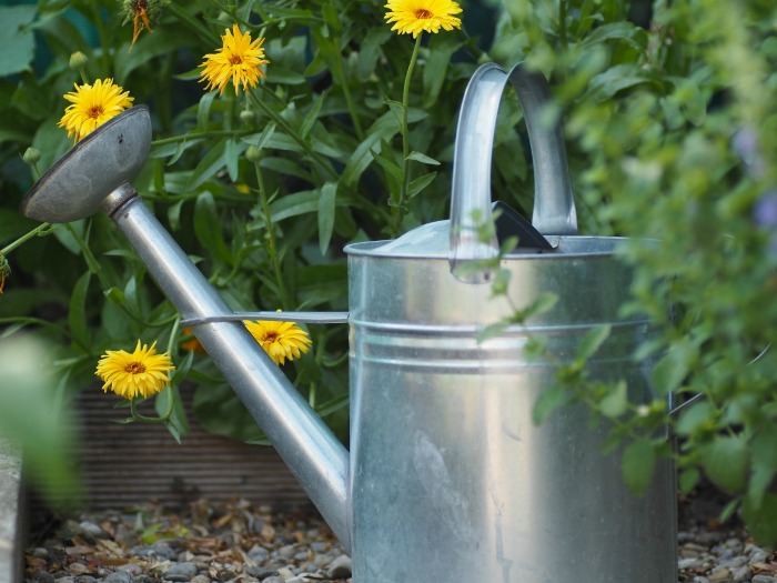 Watering can in a garden