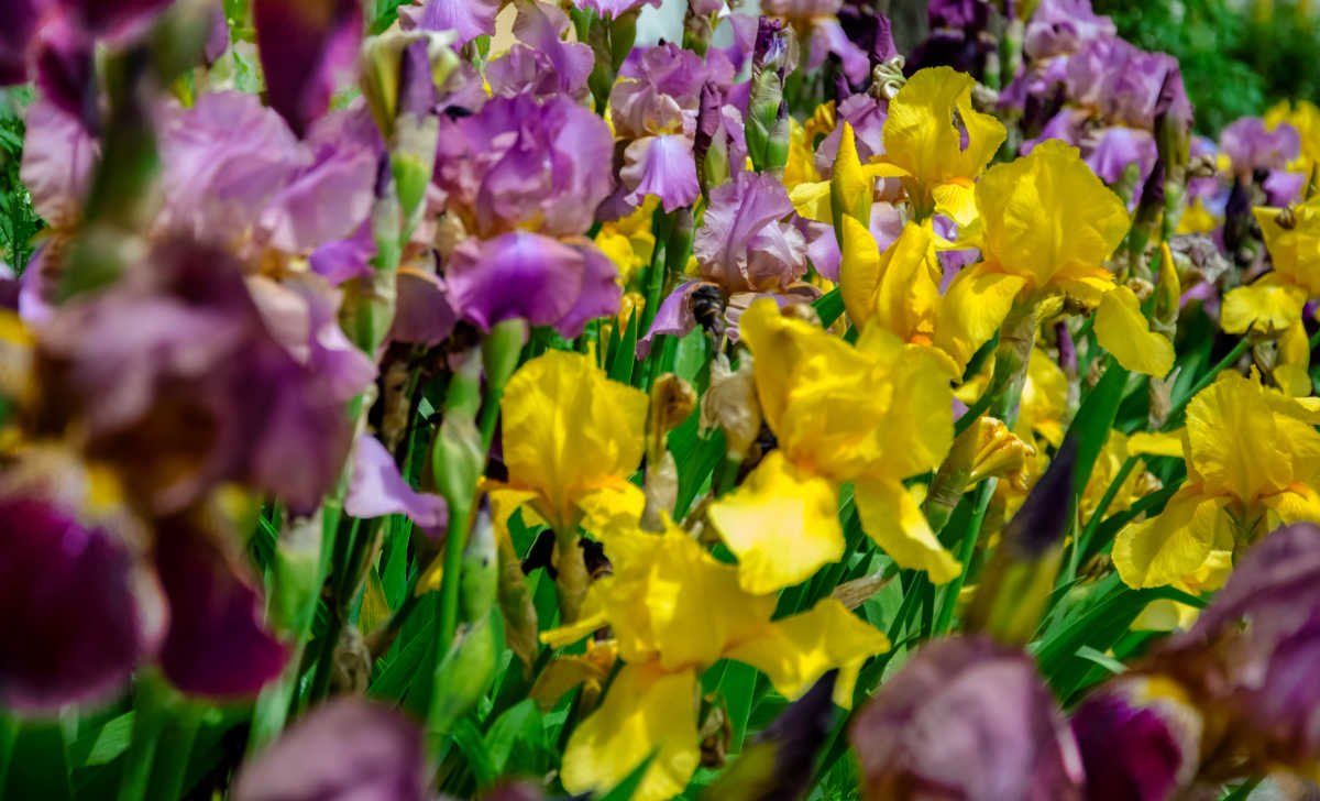 Colorful irises in a field.