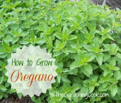How to grow oregano
