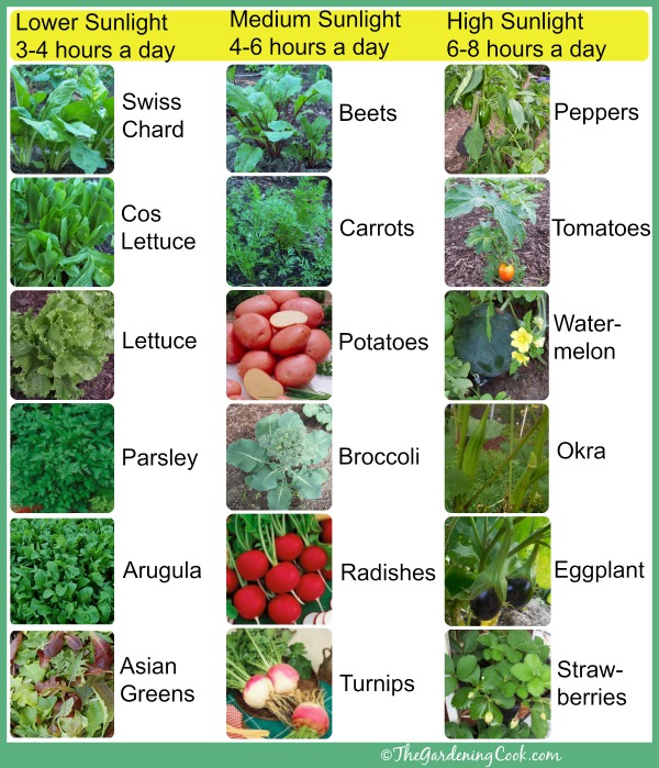 Chart to show how much sunliight your veggies need.