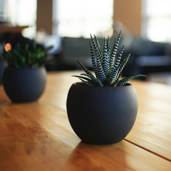 Small striped haworthia in a black pot.