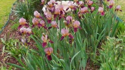 Iris – Perennial Bulb with a Majestic Appeal