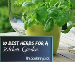 Best herbs for a kitchen garden