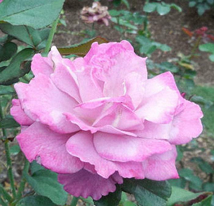 Lavender roses are less commonly seen. They signify respect and admiration