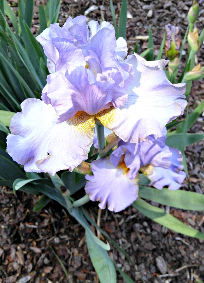 LIlac Bearded Iris