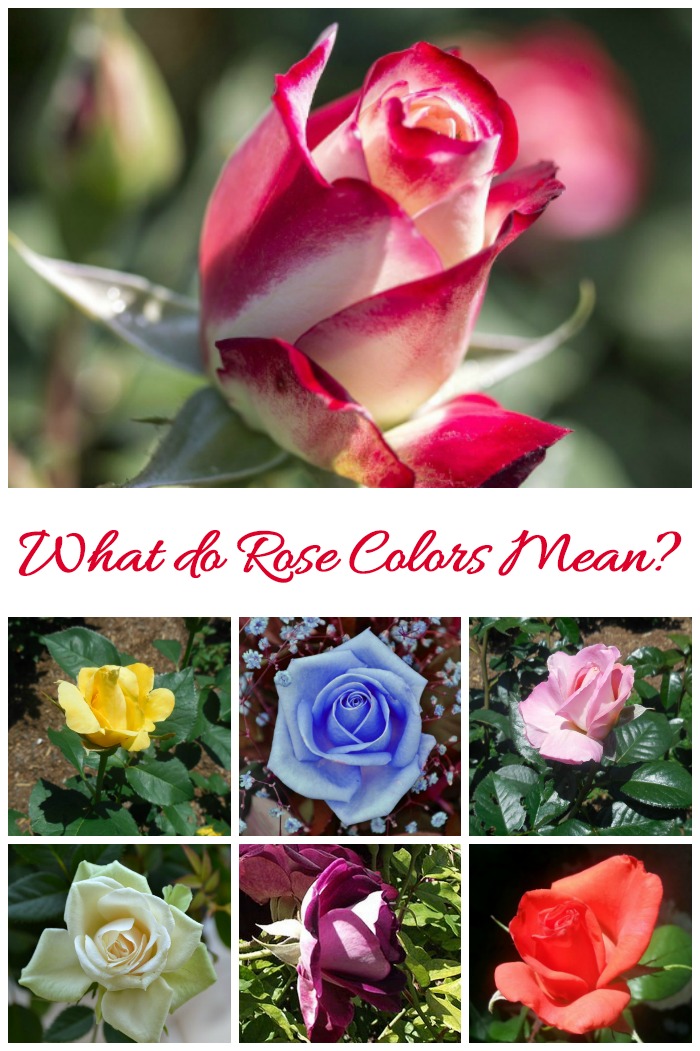 What do rose colors mean? This photo guide tells you what the sentiment is and how to use them as gifts for many occasions.