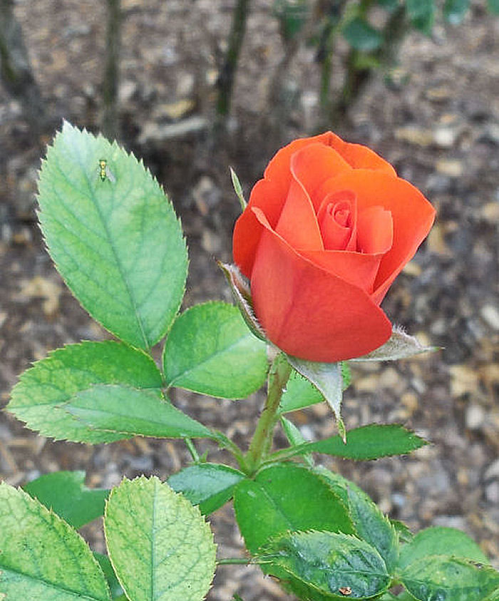 Orange roses mean happiness, joy, sexuality and success.
