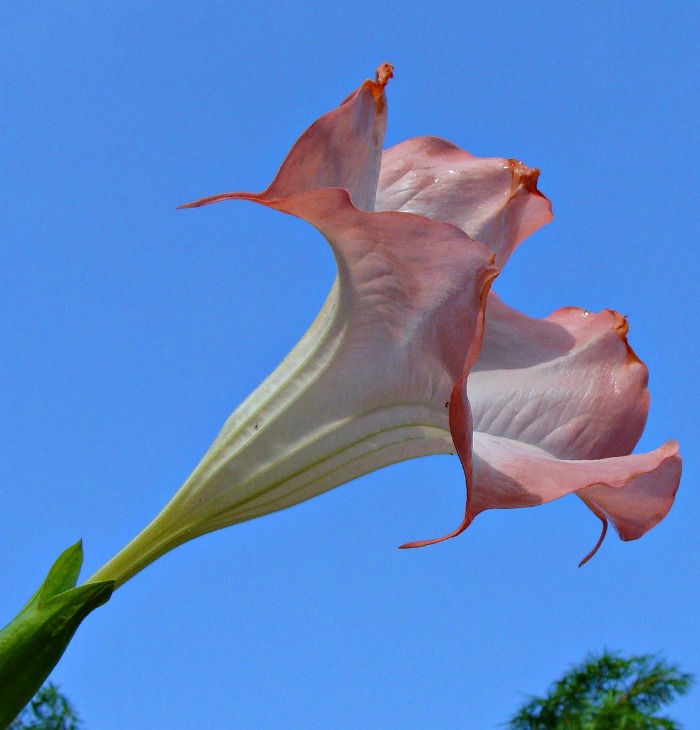 Peach angel trumpet flower
