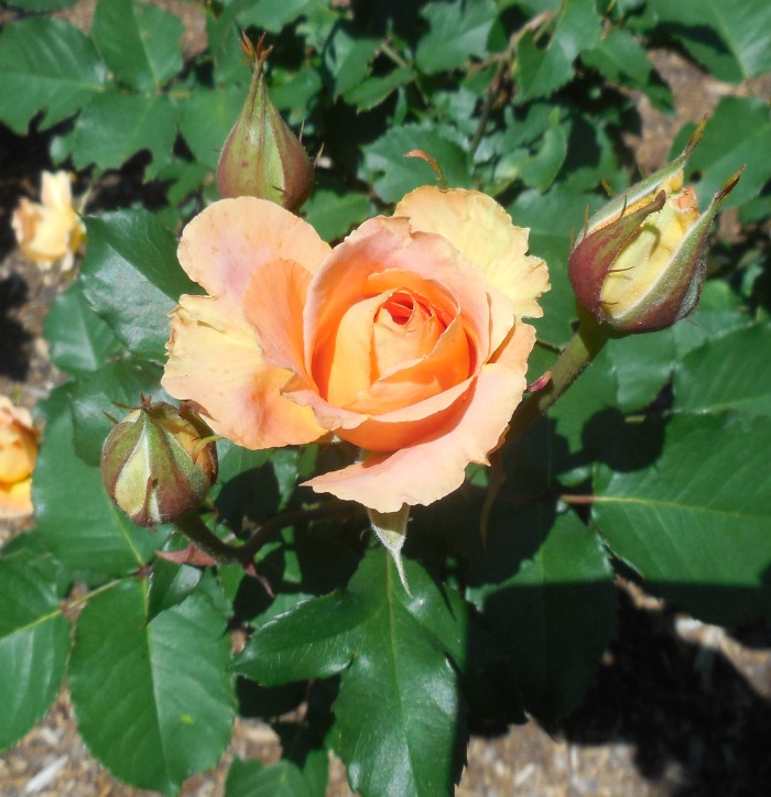 The meaning of peach colored roses. They signify love and excitgement
