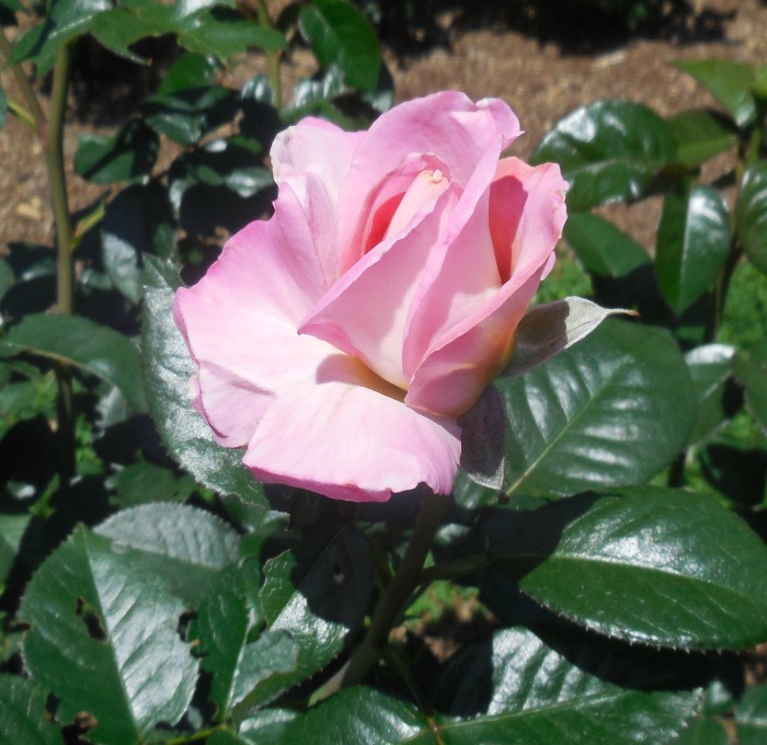 A pink rose indicates grace, the start of a romance and gratitude.