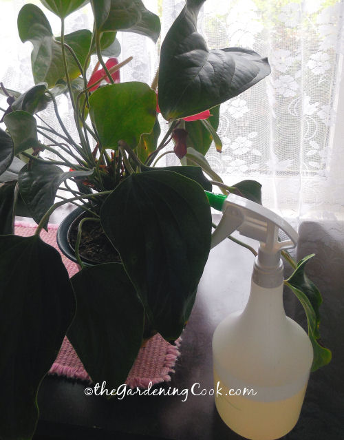 hydrogen peroxide and water in a spray controls fungus on household plants