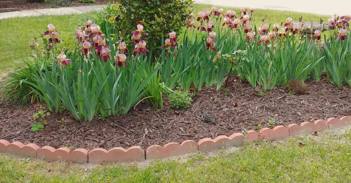 Irises blooming in a garden bed.
