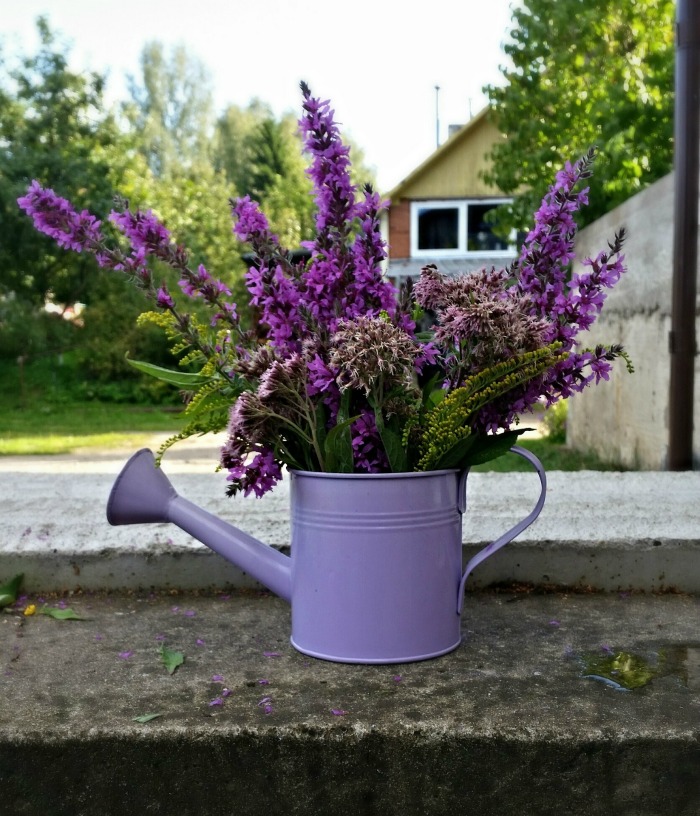 Purple watering can planter