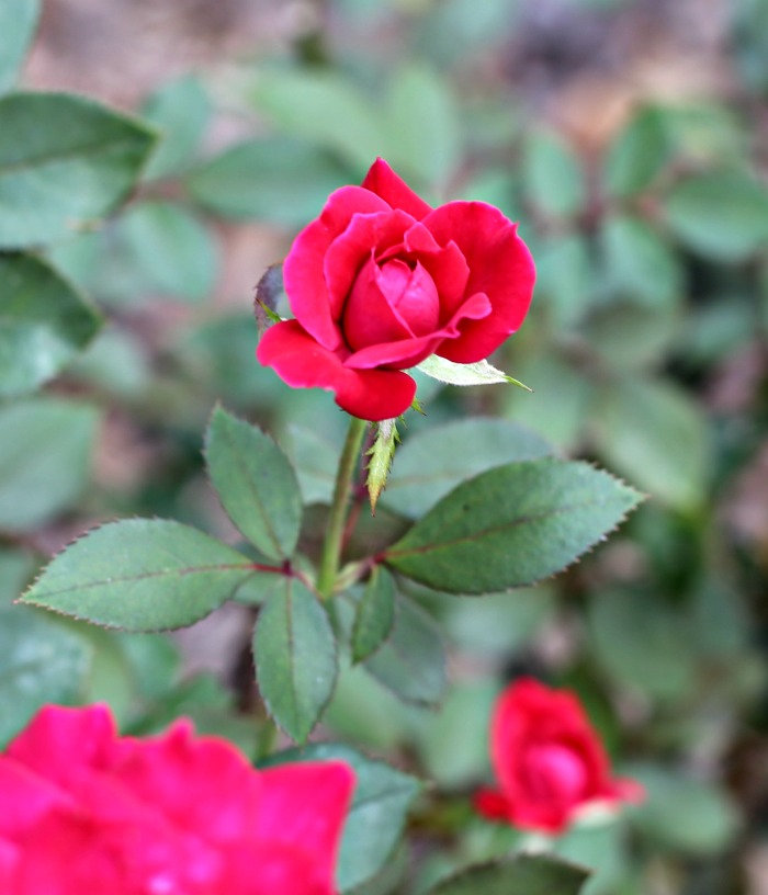 Red roses signify true love