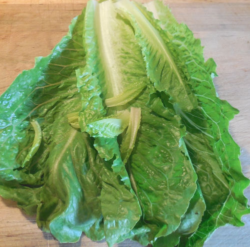romaine lettuce