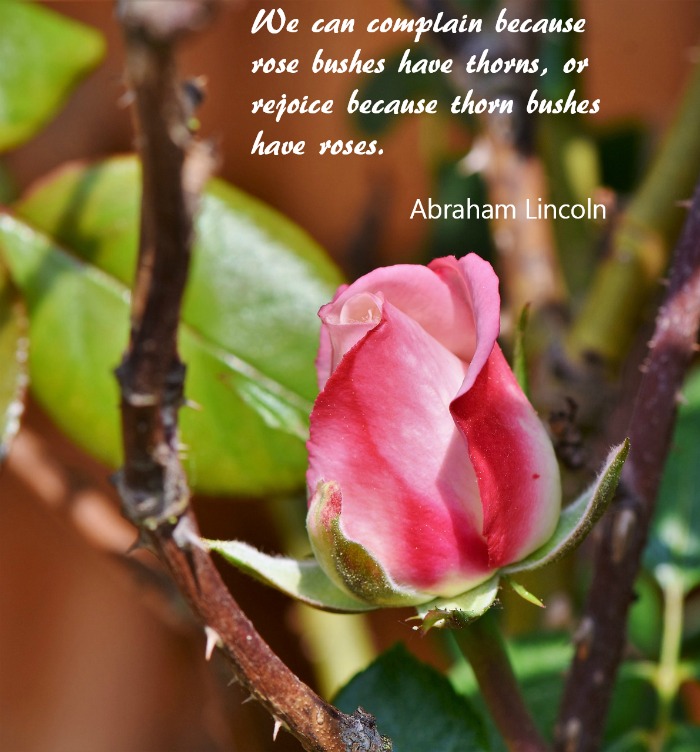 We can complain because rose bushes have thorns, or rejoice because thorn bushes have roses. (Abraham Lincoln)