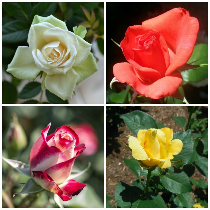 14 Rose Colors Meanings for a Thoughtful Bouquet