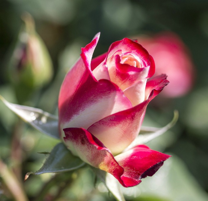 A white rose with red tipped petals signifies unity