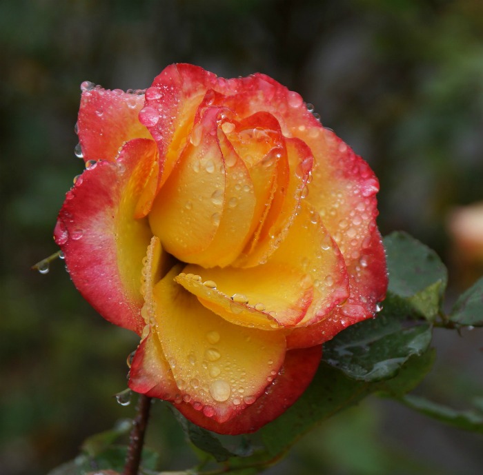 Yellow Roses with red tips signify starting to fall in love, as well as friendship.
