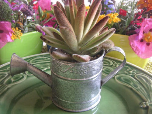 Small watering can with succulent