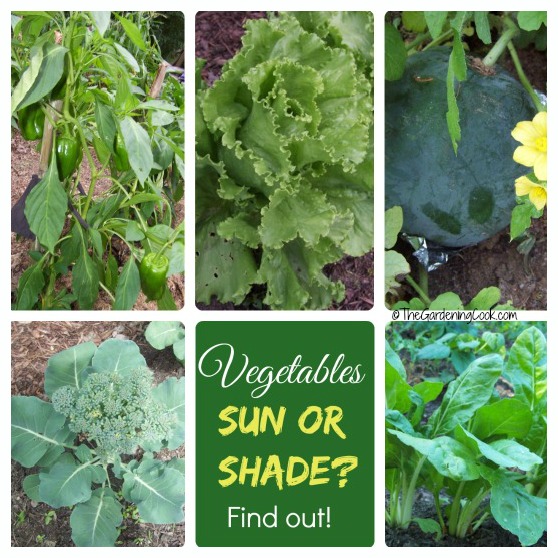 Shade Tolerant Vegetables vs Sun Friendly Veggies