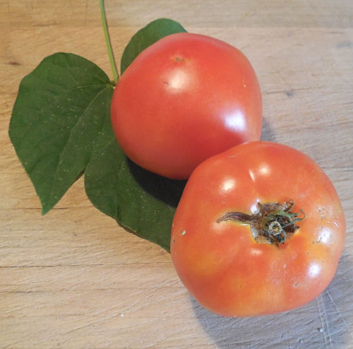 Fresh from the garden tomatoes