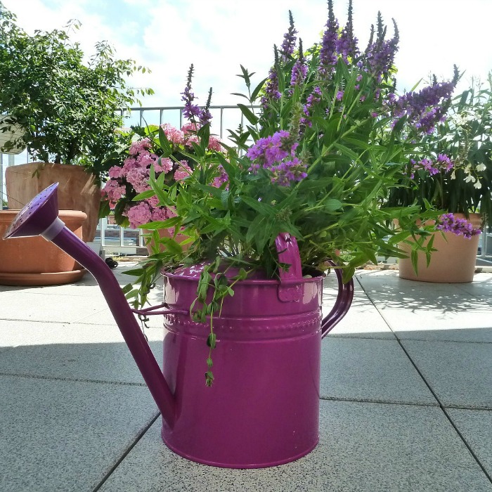 Bright purple watering can filled with flowers