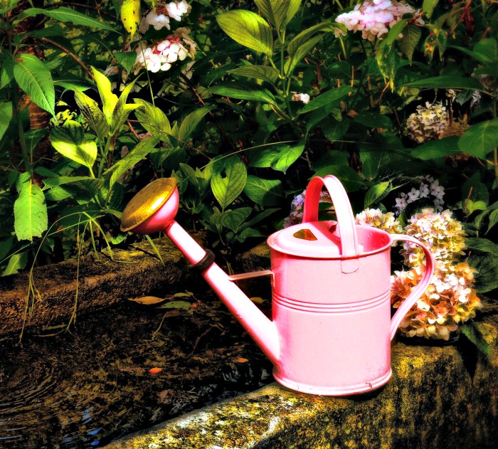 Pink watering can on a wall