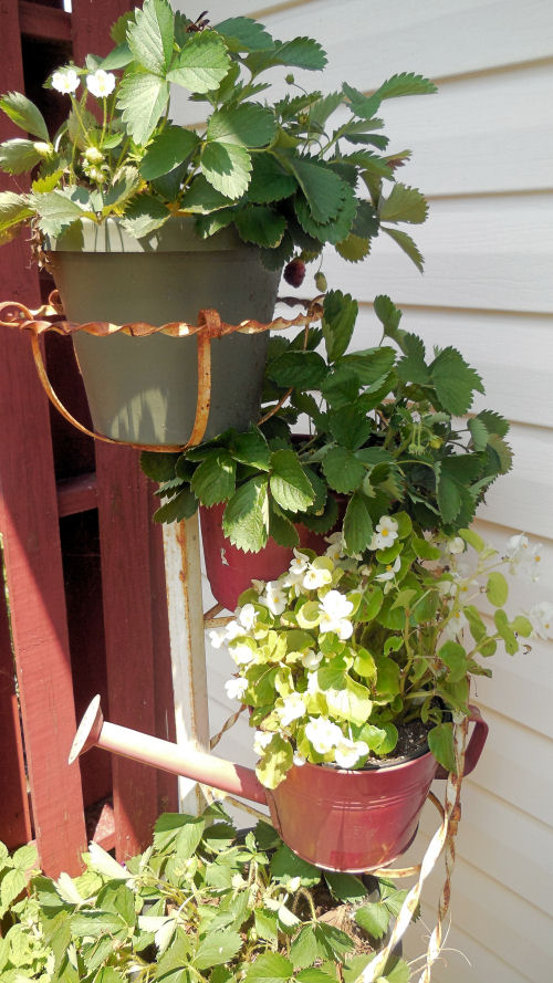 Begonias in a watering can planter