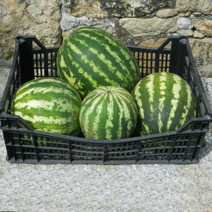 Harvesting Watermelons – When is a Watermelon Ready to Pick?